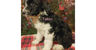 2 baby girl bordoodles left