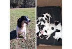AKC English Cocker Spaniel puppies