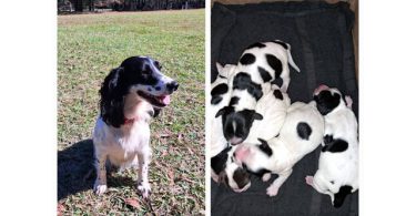 AKC English Cocker Spaniel puppies