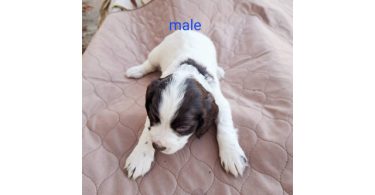 AKC English Cocker Spaniel puppies