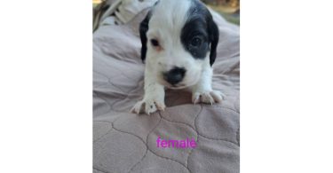 AKC English Cocker Spaniel puppies