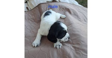 AKC English Cocker Spaniel puppies