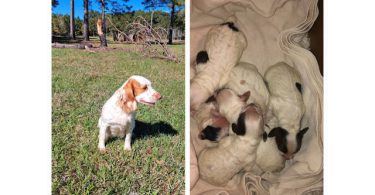 AKC English Cocker Spaniel puppies