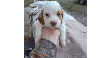 AKC English Cocker Spaniel puppies