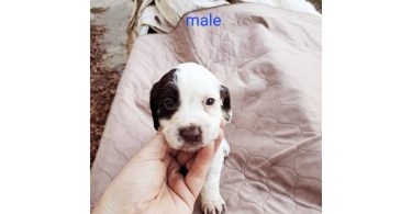 AKC English Cocker Spaniel puppies