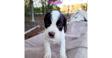 AKC English Cocker Spaniel puppies