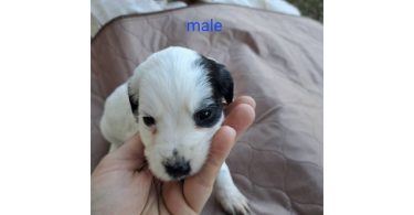 AKC English Cocker Spaniel puppies