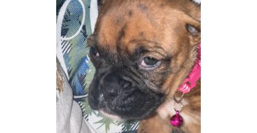 Cute brindle boxer puppies