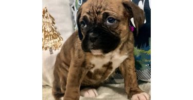 Cute brindle boxer puppies