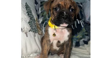 Cute brindle boxer puppies