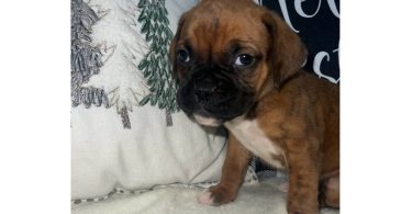 Cute brindle boxer puppies