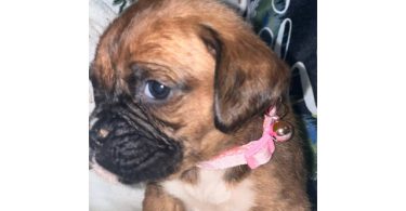 Cute brindle boxer puppies