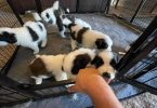 4 boy and 2 girl Saint Bernard puppies
