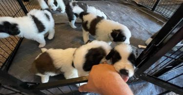 4 boy and 2 girl Saint Bernard puppies