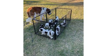 4 boy and 2 girl Saint Bernard puppies