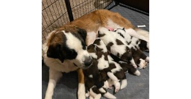 4 boy and 2 girl Saint Bernard puppies