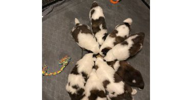 4 boy and 2 girl Saint Bernard puppies