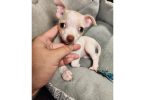 2 month old Chihuahuas