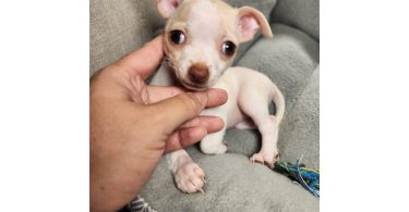 2 month old Chihuahuas