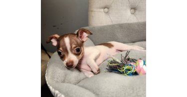 2 month old Chihuahuas
