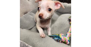 2 month old Chihuahuas