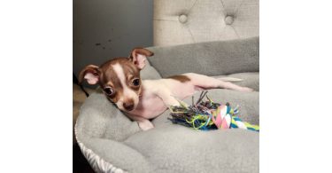 2 month old Chihuahuas