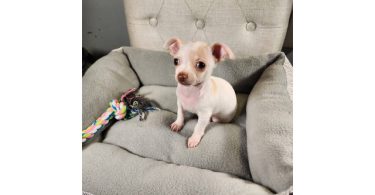 2 month old Chihuahuas