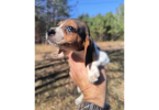 2 full blooded short leg beagle puppies