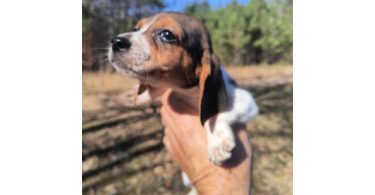 2 full blooded short leg beagle puppies