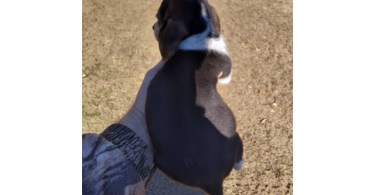2 full blooded short leg beagle puppies