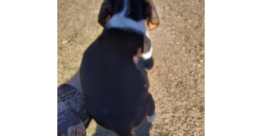 2 full blooded short leg beagle puppies