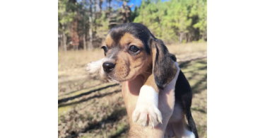 2 full blooded short leg beagle puppies