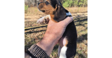 2 full blooded short leg beagle puppies