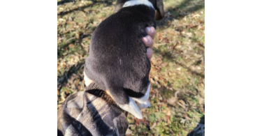 2 full blooded short leg beagle puppies
