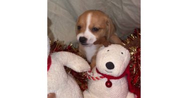 Only male Chiweenie puppies