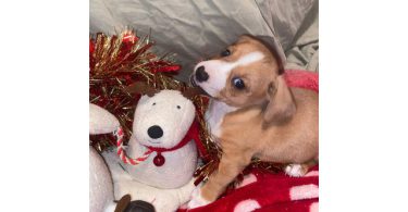 Only male Chiweenie puppies