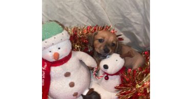 Only male Chiweenie puppies