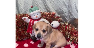 Only male Chiweenie puppies