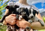 3 Jack Russell Chihuahua puppies