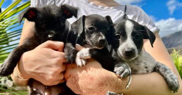 3 Jack Russell Chihuahua puppies