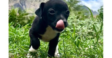 3 Jack Russell Chihuahua puppies