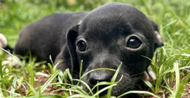3 Jack Russell Chihuahua puppies