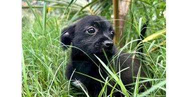 3 Jack Russell Chihuahua puppies