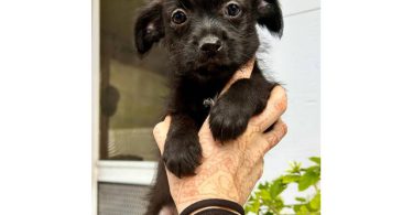 3 Jack Russell Chihuahua puppies