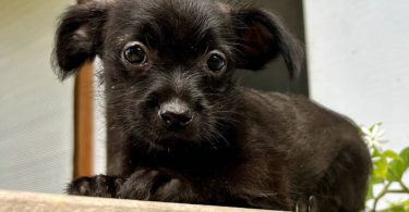 3 Jack Russell Chihuahua puppies