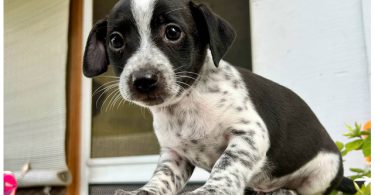3 Jack Russell Chihuahua puppies