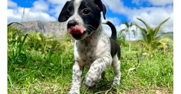 3 Jack Russell Chihuahua puppies