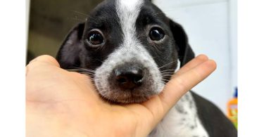 3 Jack Russell Chihuahua puppies