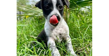 3 Jack Russell Chihuahua puppies