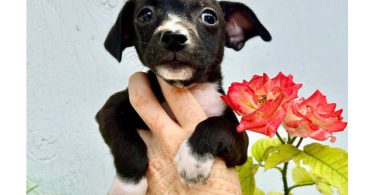 3 Jack Russell Chihuahua puppies
